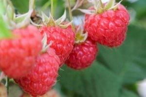Hot sunny weather sweetens Finland’s strawberry crop